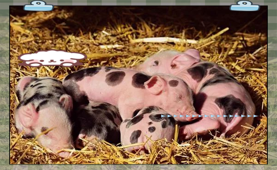 梦到小猪是什么意思_周公解梦小猪预兆