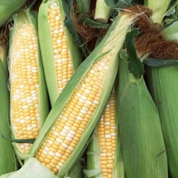 梦到玉米棒子是什么意思_梦见玉米棒子好不好