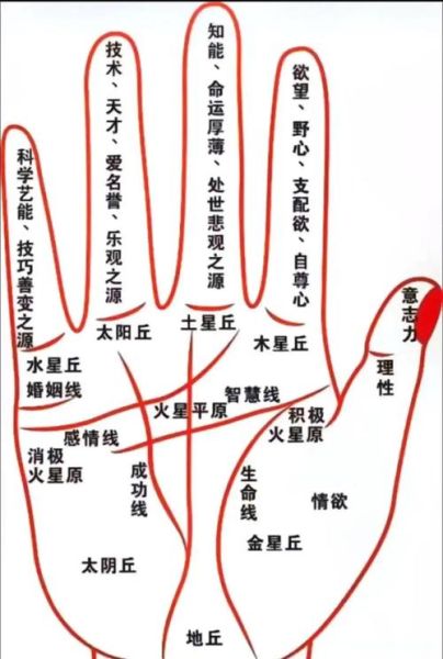 手心图片大全_手心纹路怎么看