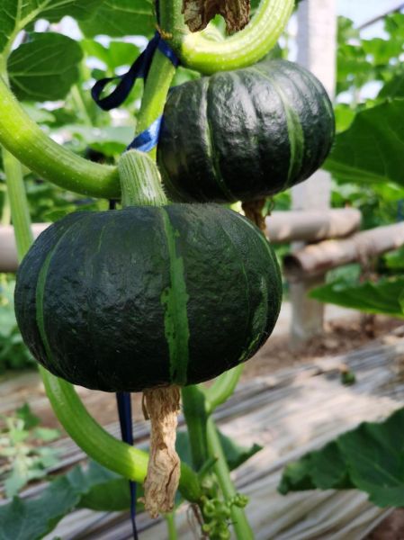 南瓜图片大全_高清壁纸怎么下载