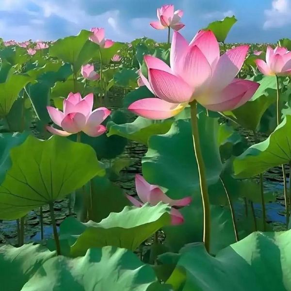 荷花池图片大全_如何拍摄高清荷花池照片