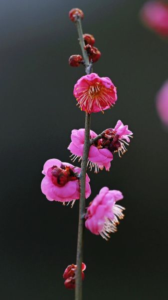 梅花图片大全_如何拍摄梅花最美