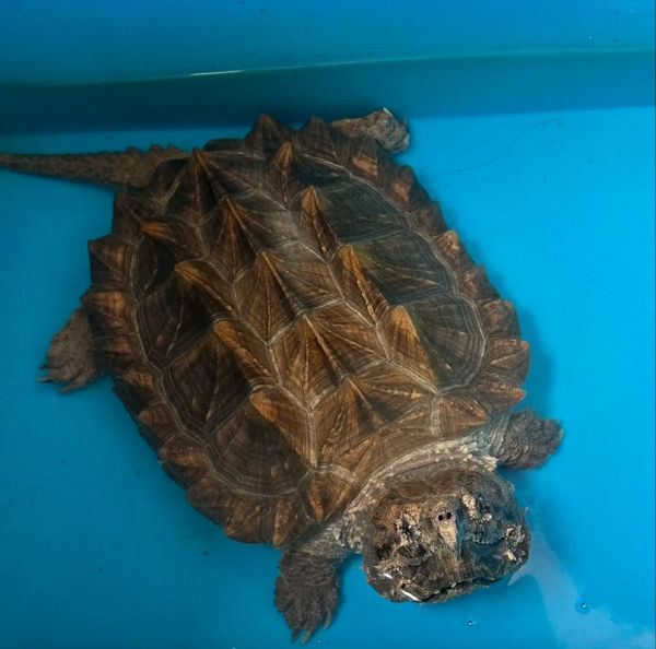 鳄龟图片大全大图_高清实拍哪里找