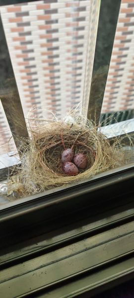 小鸟巢图片大全_如何辨别不同鸟巢