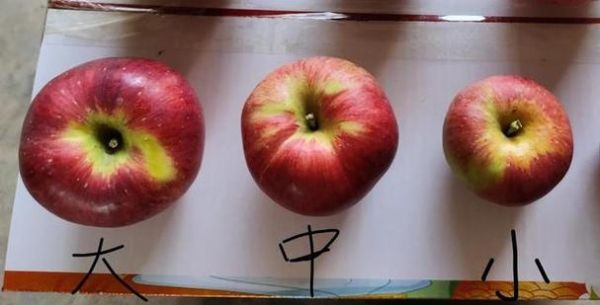 梦到买苹果是什么意思_梦见买苹果预示什么