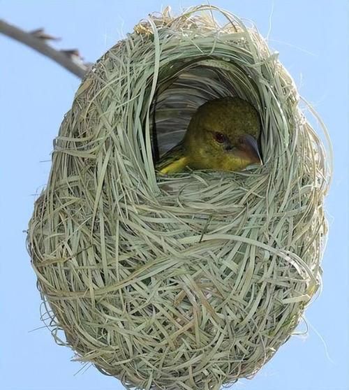 小鸟巢图片大全_如何辨别不同鸟巢