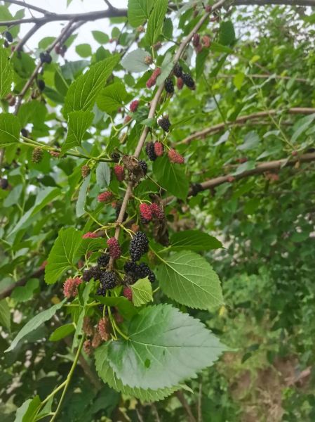 梦到桑椹是什么意思_桑椹在梦里代表什么