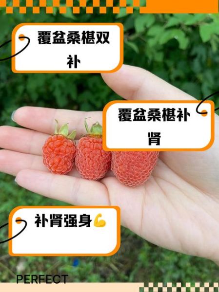 梦到桑椹是什么意思_桑椹在梦里代表什么