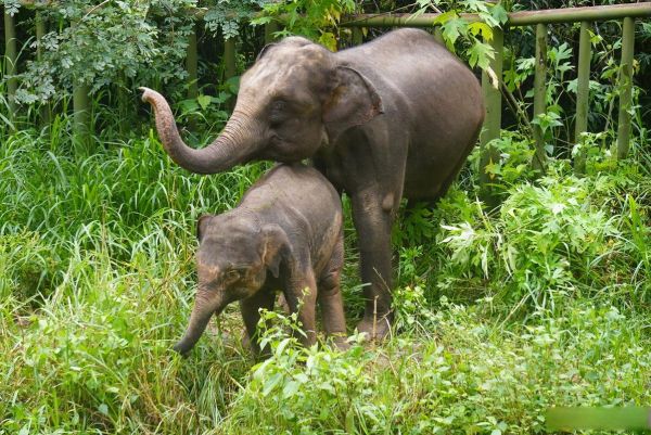 大象图片大全_大象高清壁纸哪里找