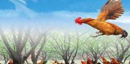 梦到鸡是什么意思_梦见鸡是吉是凶