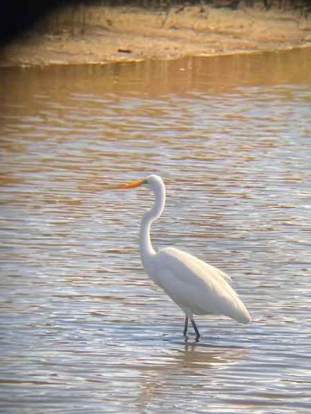 候鸟图片大全_如何分辨候鸟种类