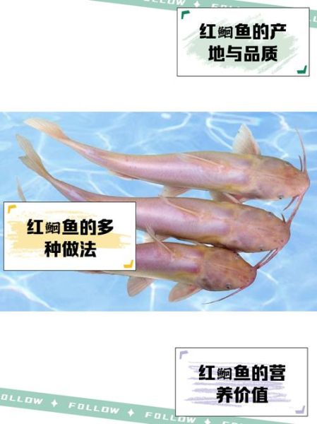 红鱼图片大全_红鱼品种怎么区分
