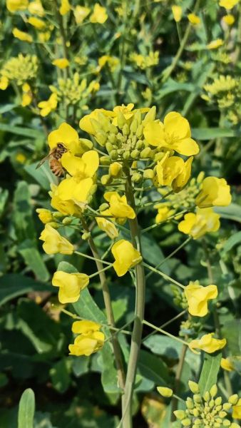 油菜图片大全_油菜花什么时候开