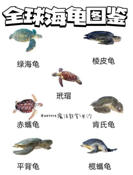 梦到大海龟是什么意思_大海龟梦境解析