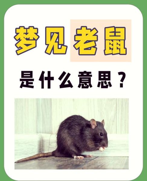 梦到老鼠是什么意思_梦到老鼠预示什么