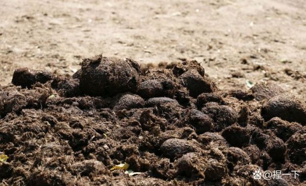 梦到猪粪是什么意思_梦到猪粪是吉是凶