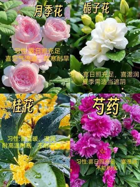 花朵图片大全有哪些_如何挑选高清花卉图