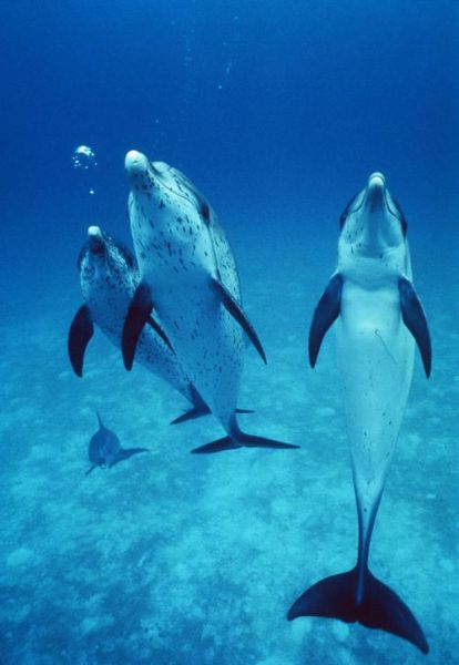 海豚图片大全_海豚有哪些种类