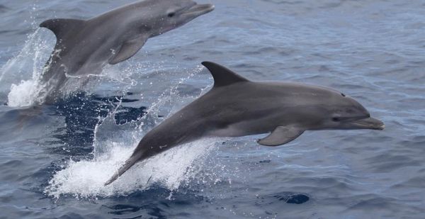 海豚图片大全_海豚有哪些种类