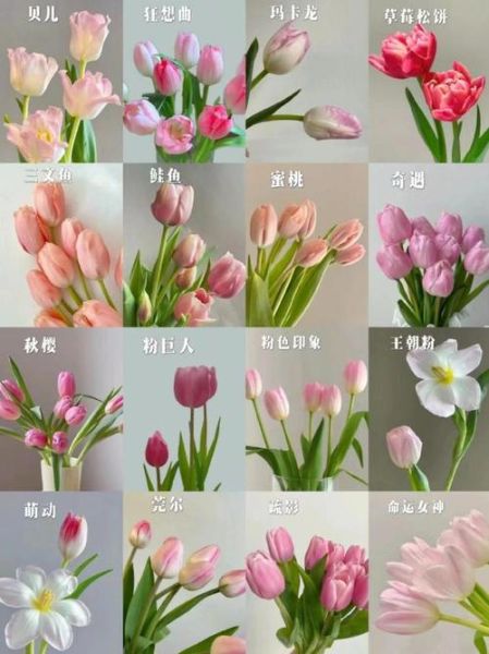 花朵图片大全有哪些_如何挑选高清花卉图