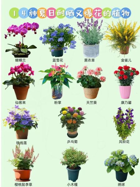 花朵图片大全有哪些_如何挑选高清花卉图