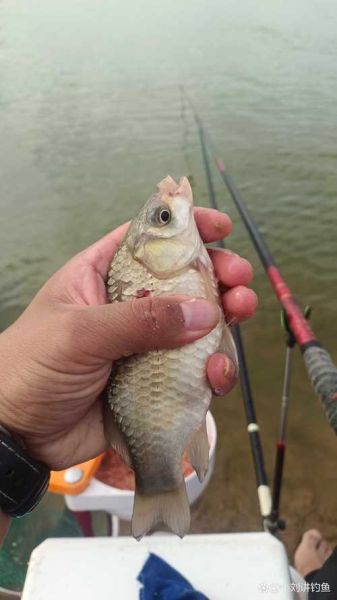 钓鱼真实图片大全图_如何辨别真假渔获
