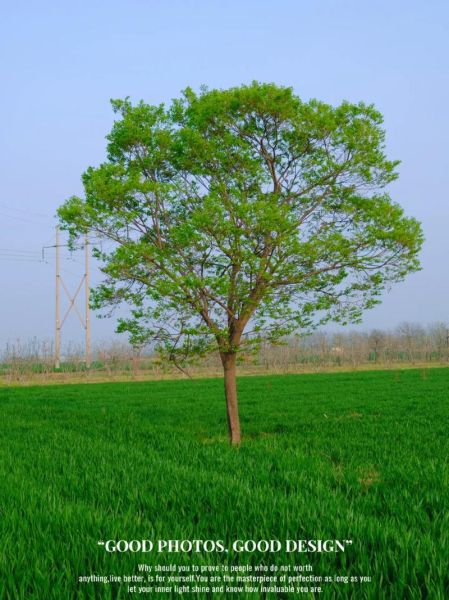 大树图片大全哪里找_如何拍出好看的大树照片