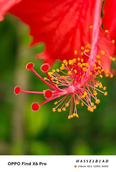 大红花图片大全_如何挑选高清素材