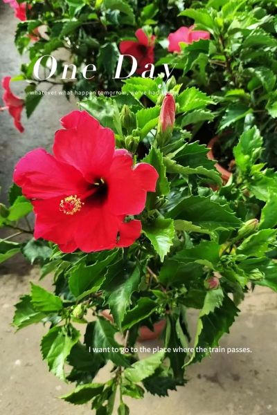 大红花图片大全_如何挑选高清素材