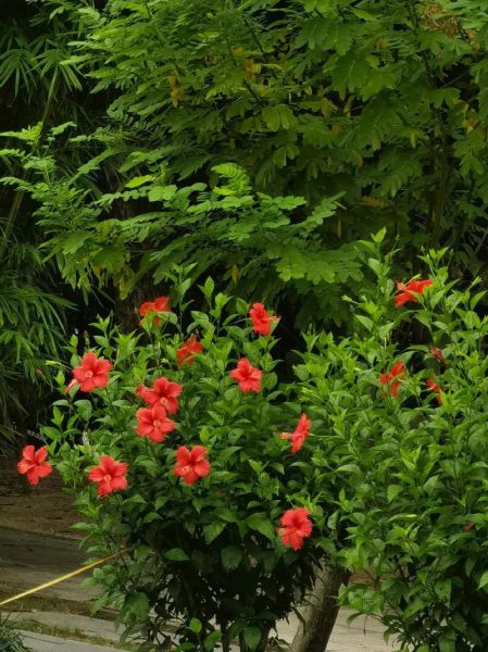 大红花图片大全_如何挑选高清素材