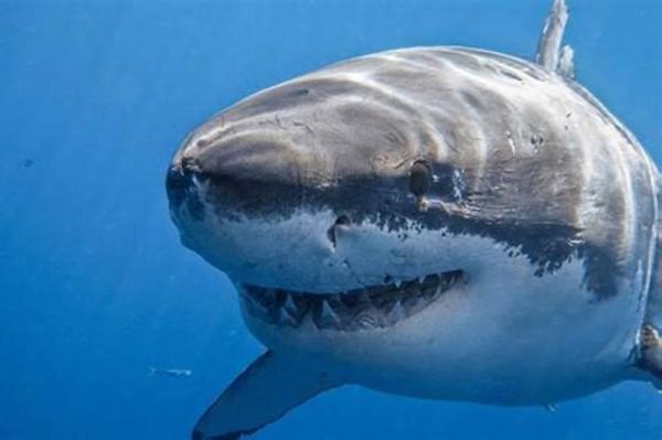 梦到大鲨鱼是什么意思_梦见大鲨鱼攻击我怎么办