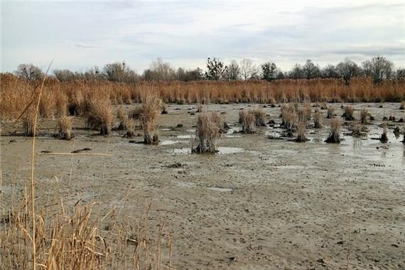 梦到沼泽是什么意思_如何化解噩梦带来的焦虑
