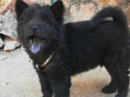 孕妇梦到黑狗是什么意思_孕妇梦见黑狗生男生女