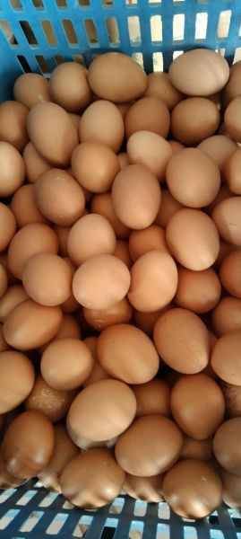 鸡蛋图片大全图_鸡蛋品种有哪些