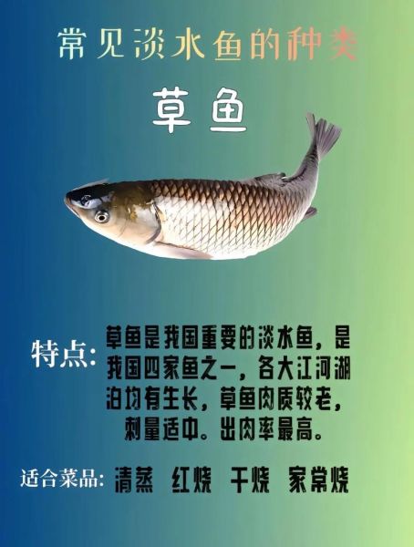 常见淡水鱼种类大全_如何快速识别淡水鱼