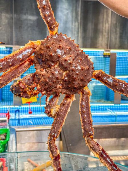 帝王蟹图片大全_帝王蟹怎么挑选