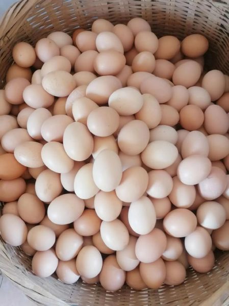 鸡蛋图片大全图_鸡蛋品种有哪些