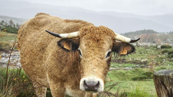 牛图片大全_高清牛图哪里找