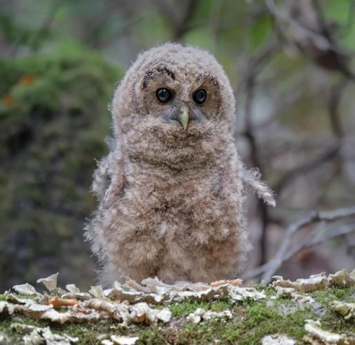 猫头鹰宝宝怎么养_猫头鹰宝宝吃什么