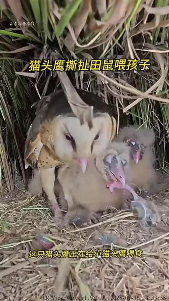 猫头鹰宝宝怎么养_猫头鹰宝宝吃什么
