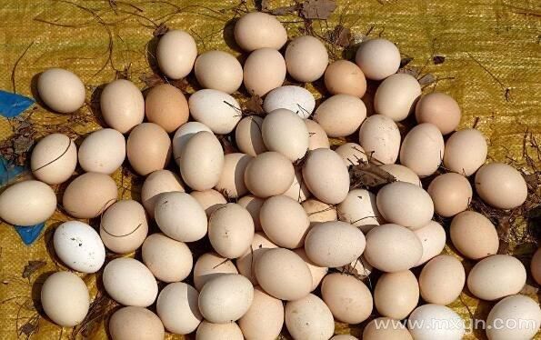 已婚女人梦到鸡蛋碎了_周公解梦