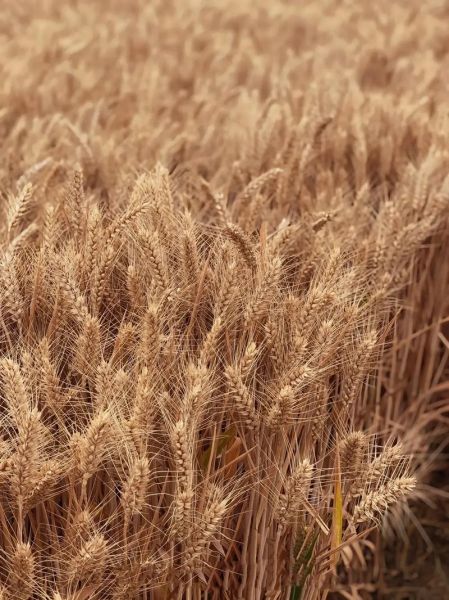 麦子图片大全高清_麦子图片怎么拍好看