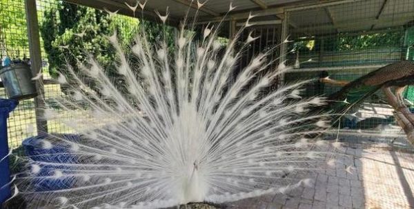 梦到羽毛是什么意思_梦见羽毛预示什么