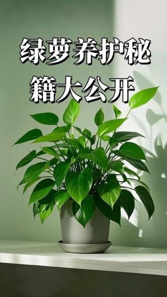 绿萝图片大全_绿萝怎么养才能更旺盛