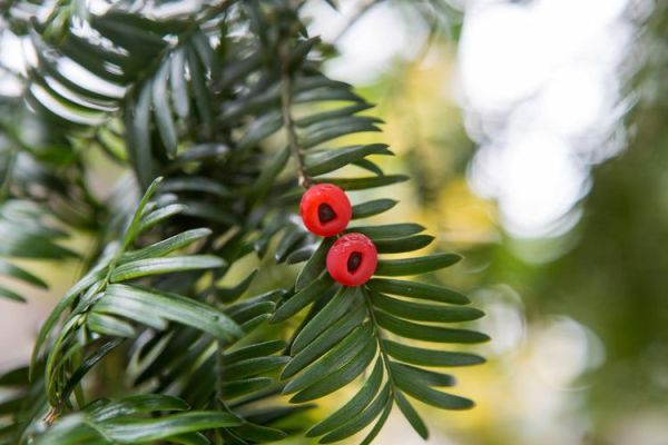 红豆杉图片大全高清_如何识别红豆杉品种