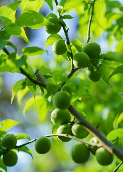 青梅图片大全_青梅长什么样