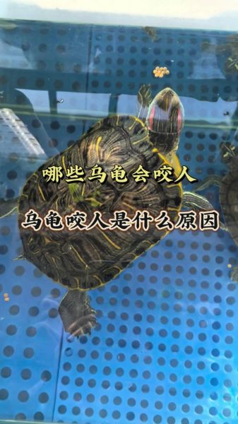 梦到被乌龟咬是什么意思_乌龟咬人梦境解析