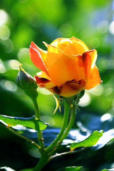 百花图片大全_如何挑选高清花卉图