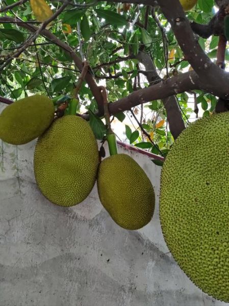 菠萝树长什么样_菠萝树图片大全大图