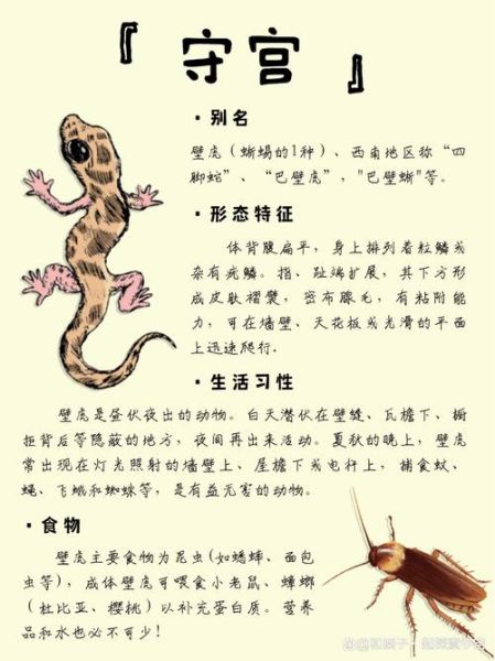 梦到蜥蜴是什么意思_蜥蜴梦境解析